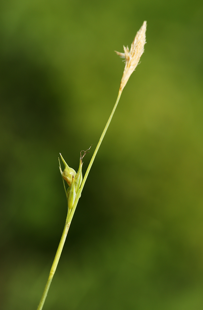 Image of Carex tenuistachya specimen.