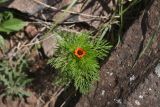 Adonis parviflora