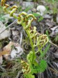 Botrychium lunaria. Спороносящее растение. Коми, Интинский р-н, нац. парк \"Югыд Ва\", берег р. Кожим. 29.07.2010.