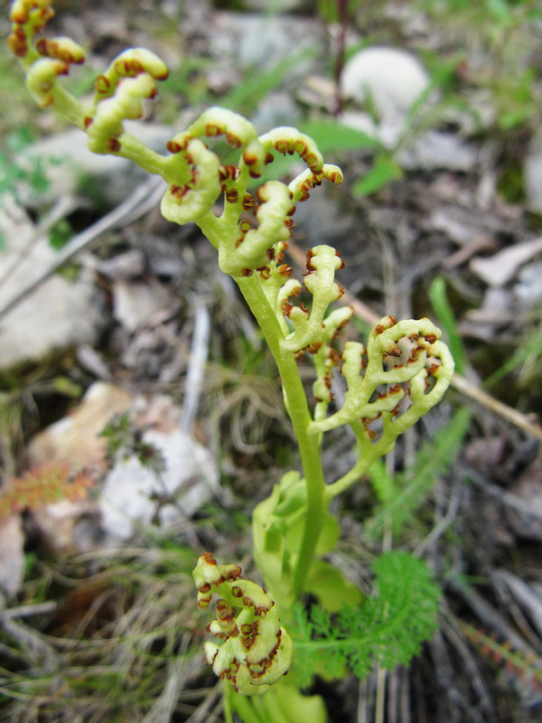 Image of Botrychium lunaria specimen.