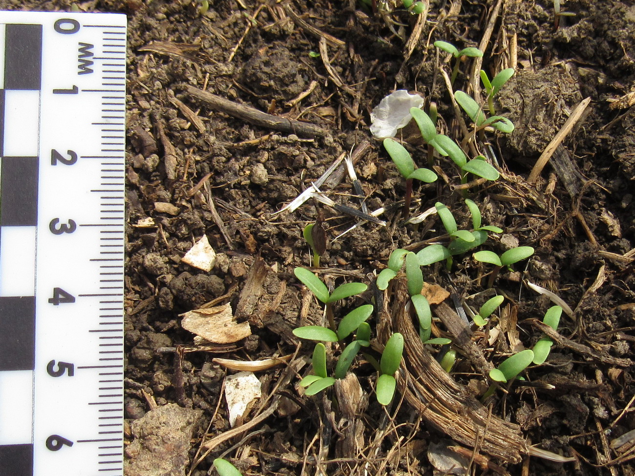 Image of Tagetes erecta specimen.