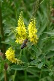 Melilotus officinalis