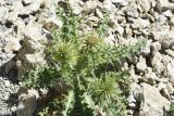 genus Carduus