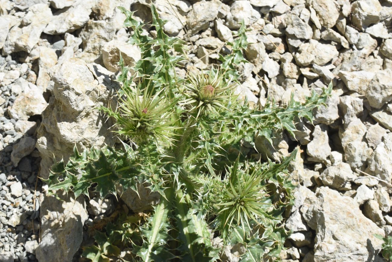 Image of genus Carduus specimen.