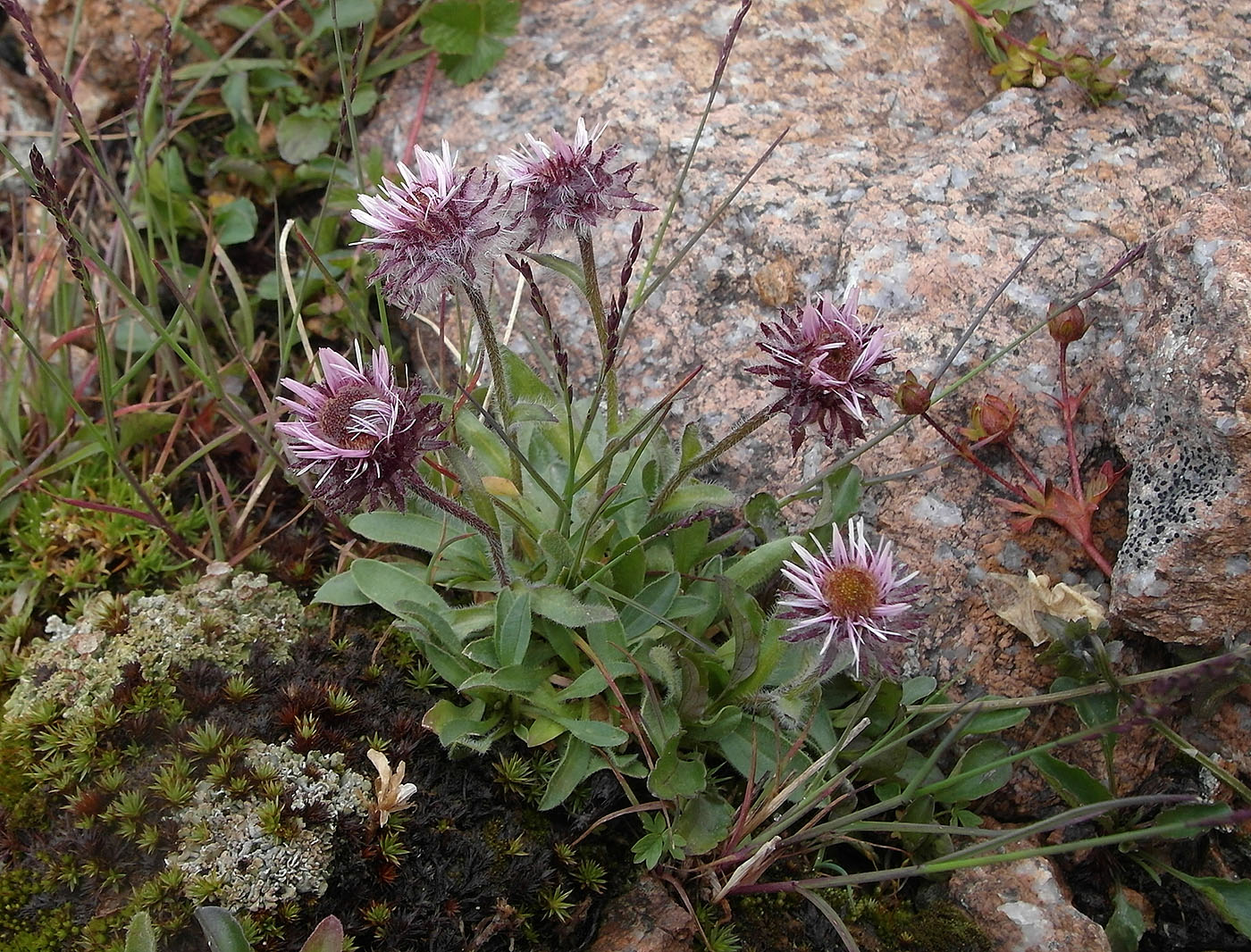 Изображение особи Erigeron lachnocephalus.