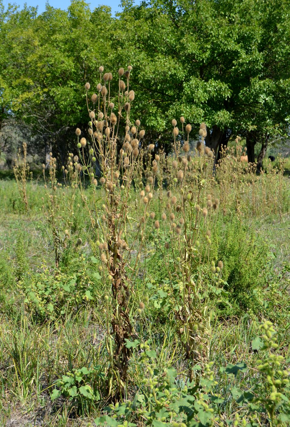 Изображение особи Dipsacus gmelinii.