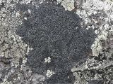 Изображение особи. Автор - Игорь Евдокимов