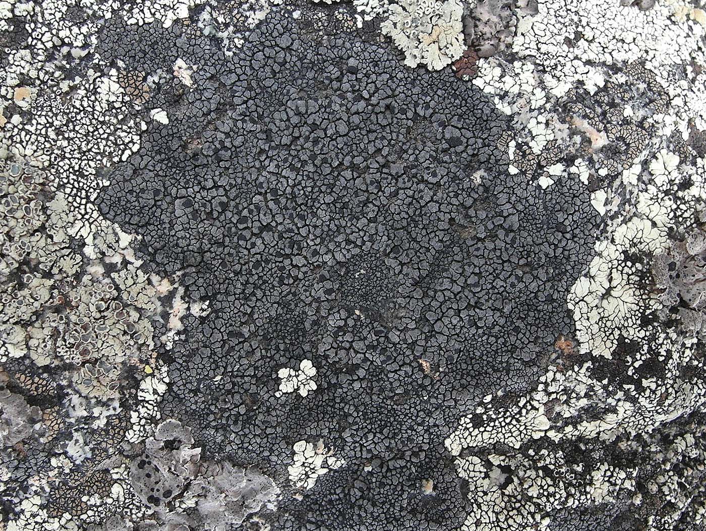 Изображение особи род Rhizocarpon.