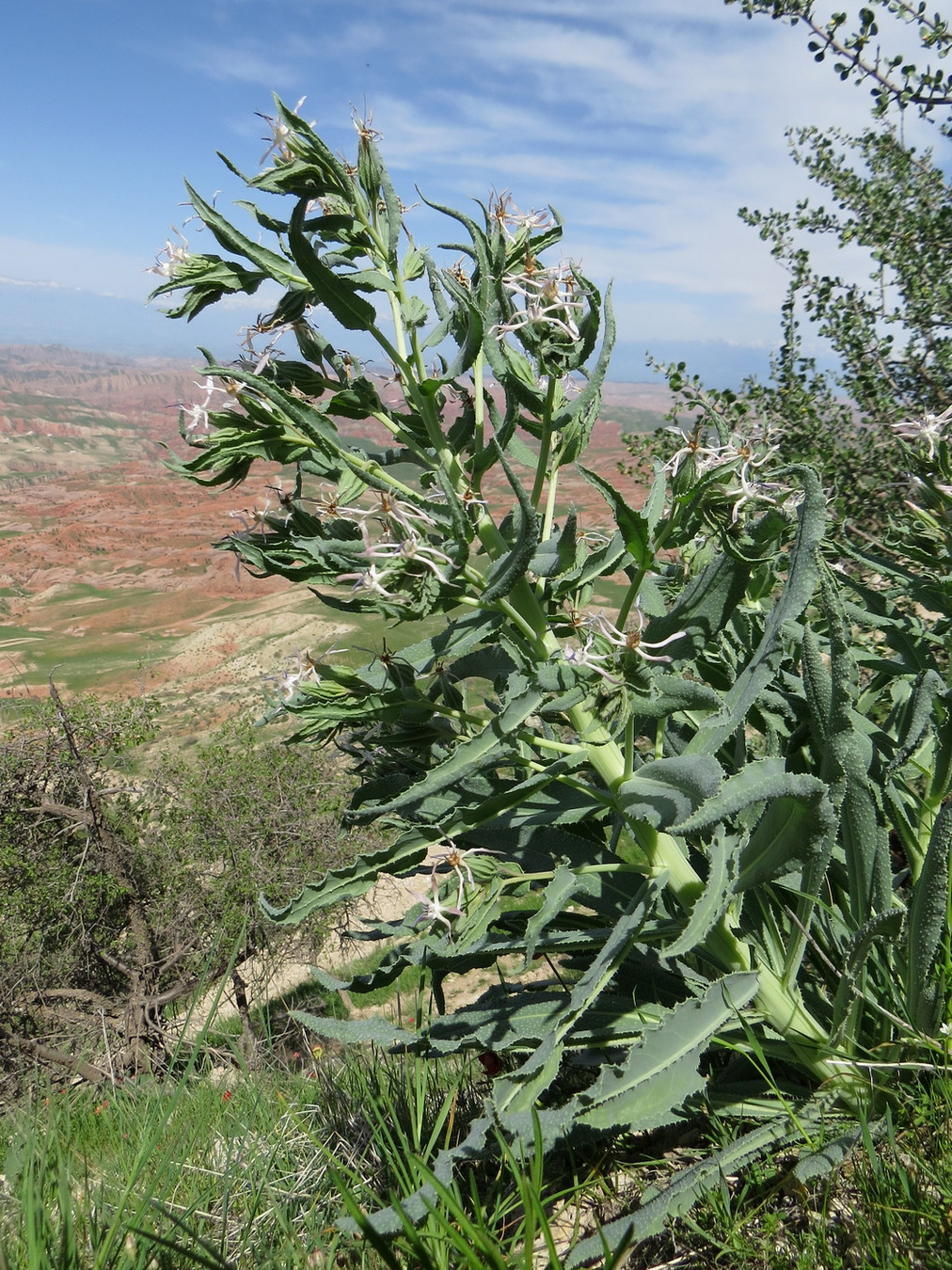 Изображение особи Caccinia macranthera.