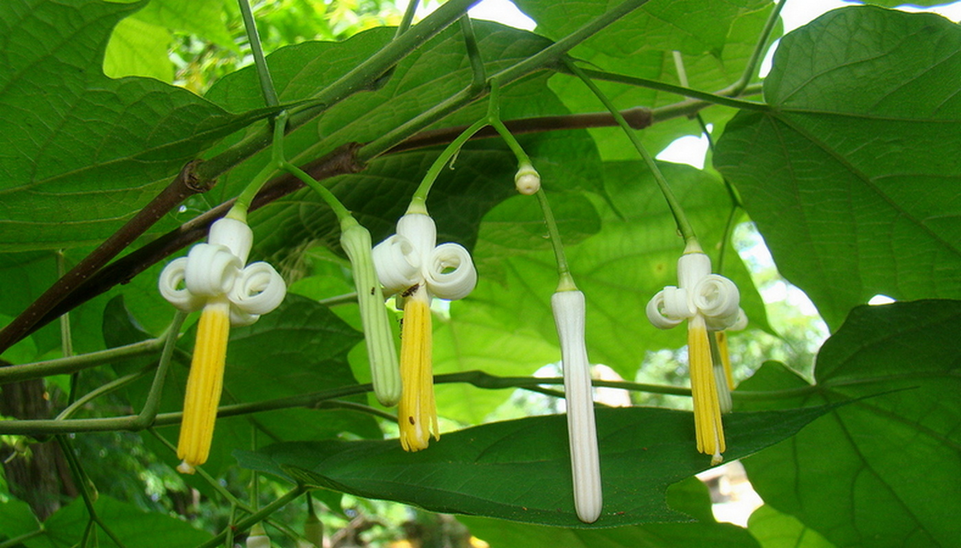 Image of Alangium platanifolium specimen.