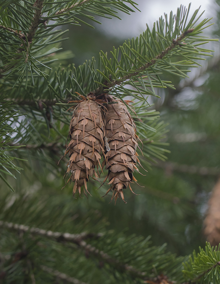 Image of Pseudotsuga menziesii specimen.