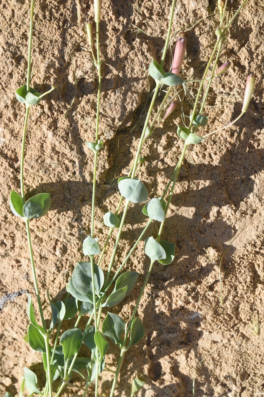 Image of Silene chlorifolia specimen.