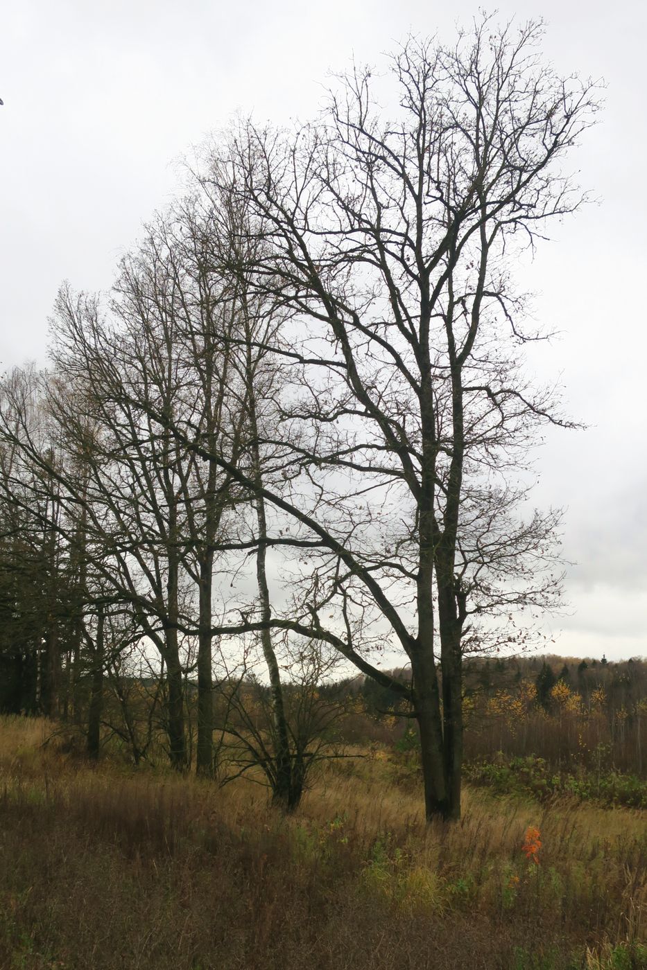 Изображение особи Quercus robur.