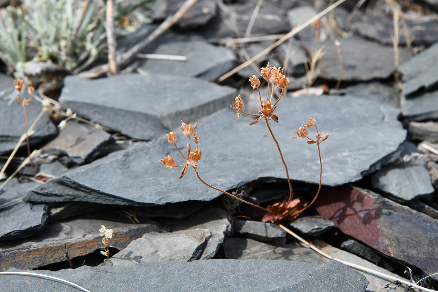 Image of genus Androsace specimen.