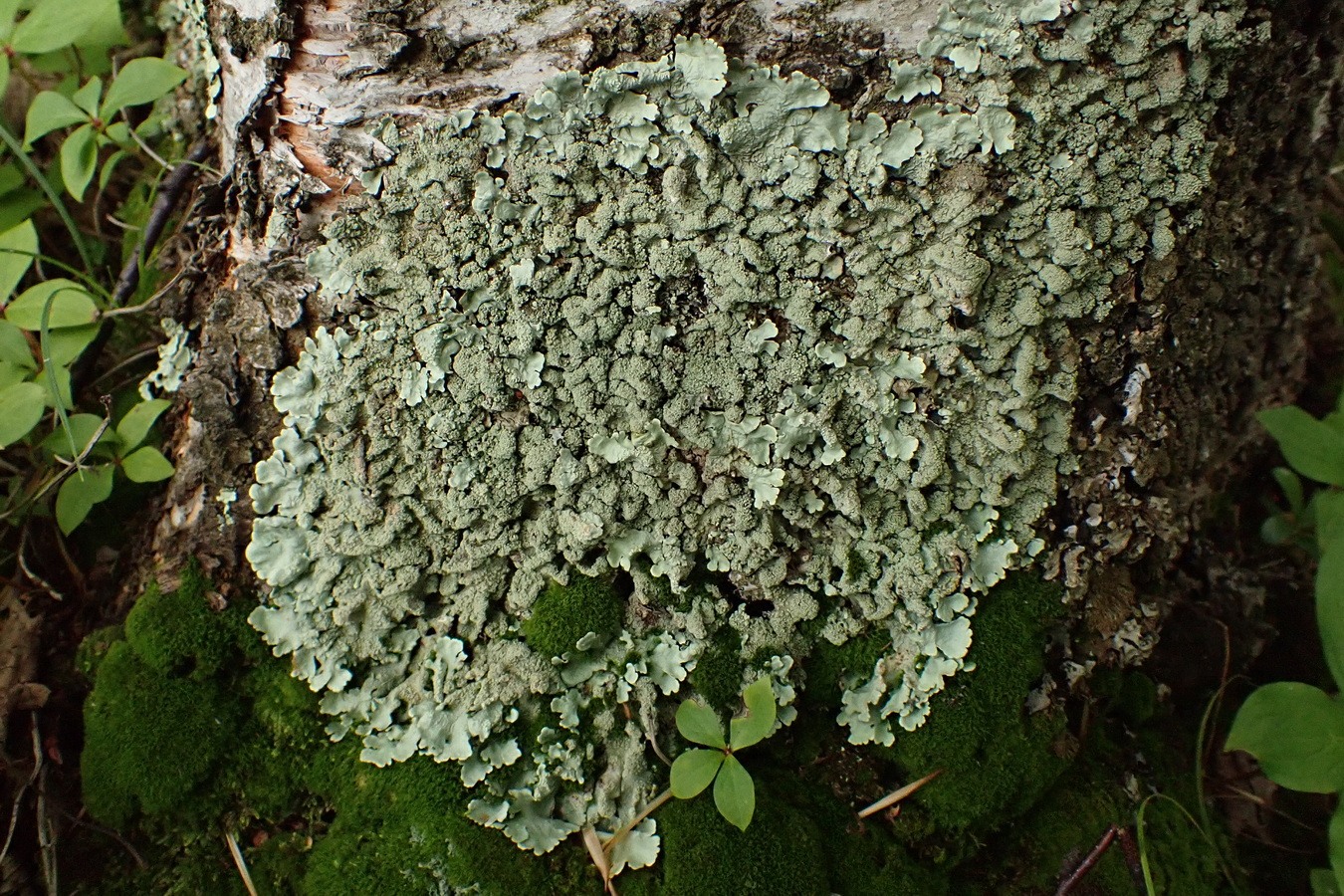 Image of Flavoparmelia caperata specimen.
