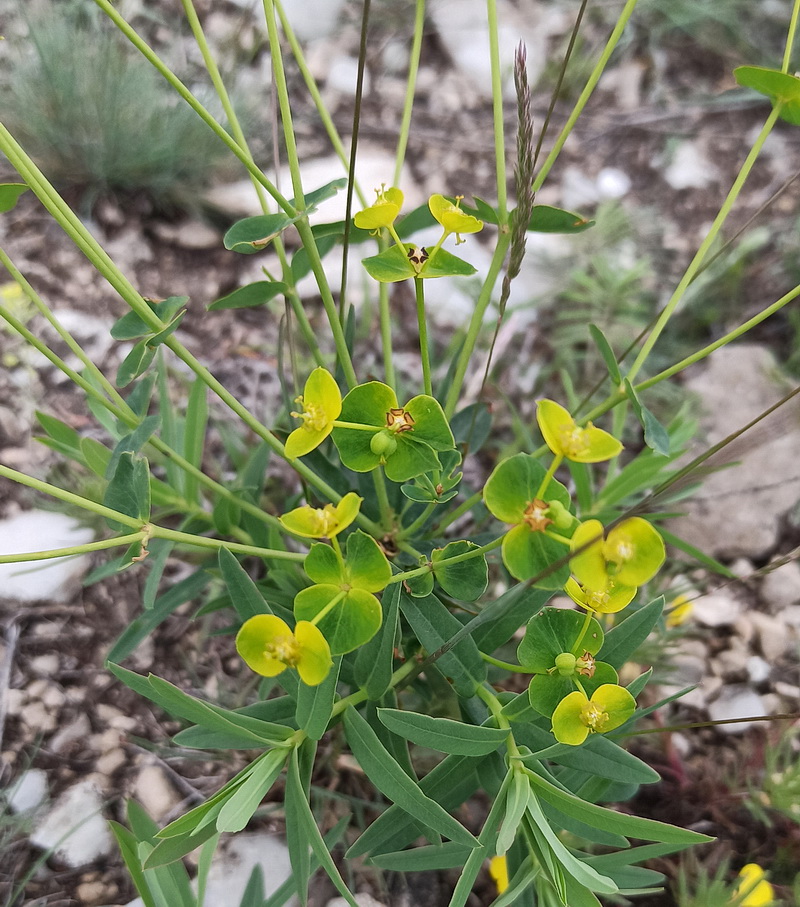 Image of genus Euphorbia specimen.
