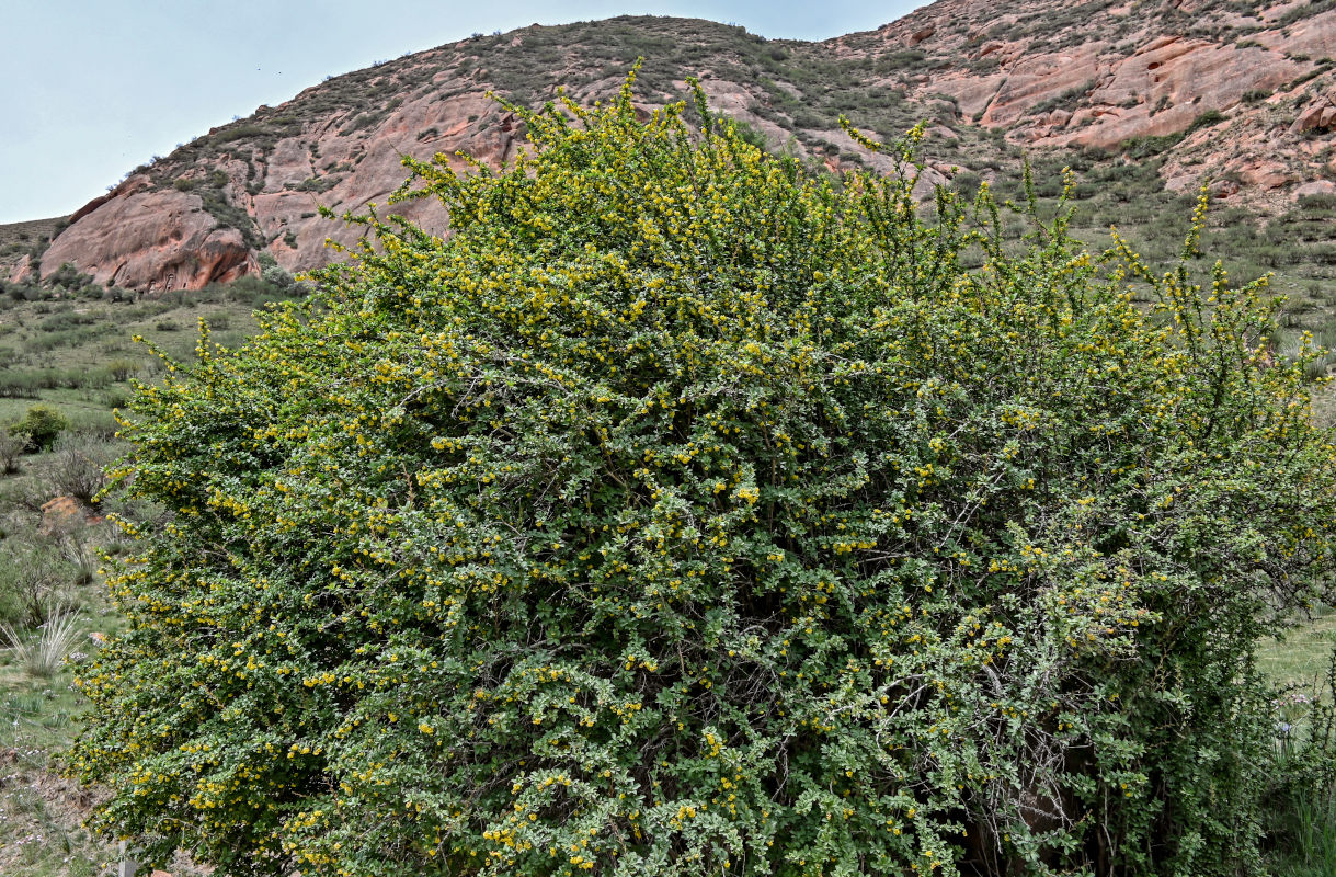 Изображение особи Berberis dubia.