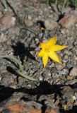 Tulipa australis