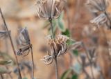 Phlomis chimerae. Сухое прошлогоднее соплодие. Анталья, национальный парк \"Олимпос-Бейдаглары\", окр. г. Текирова, берег Средиземного моря, опушка соснового леса. 30.12.2025.