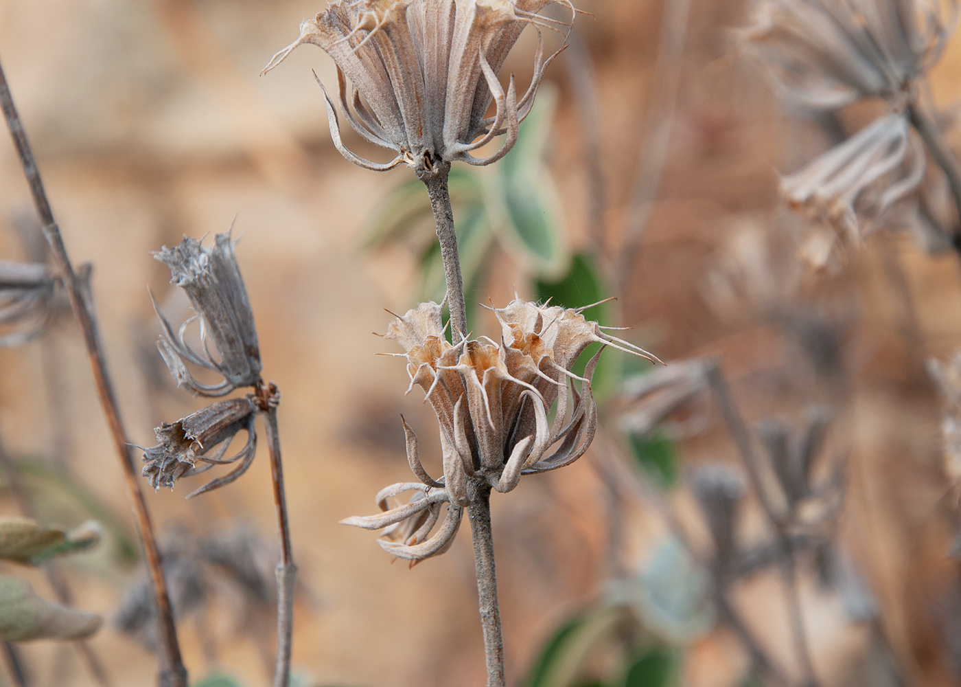 Image of Phlomis chimerae specimen.