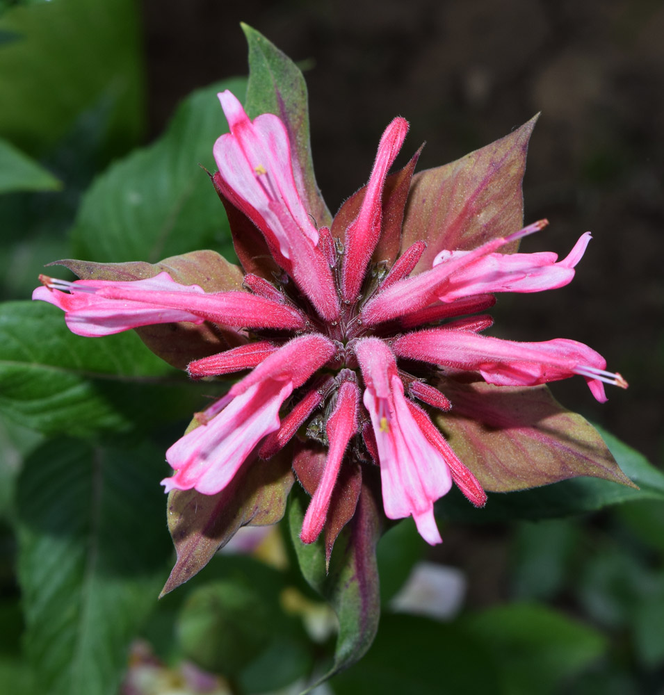 Изображение особи Monarda didyma.