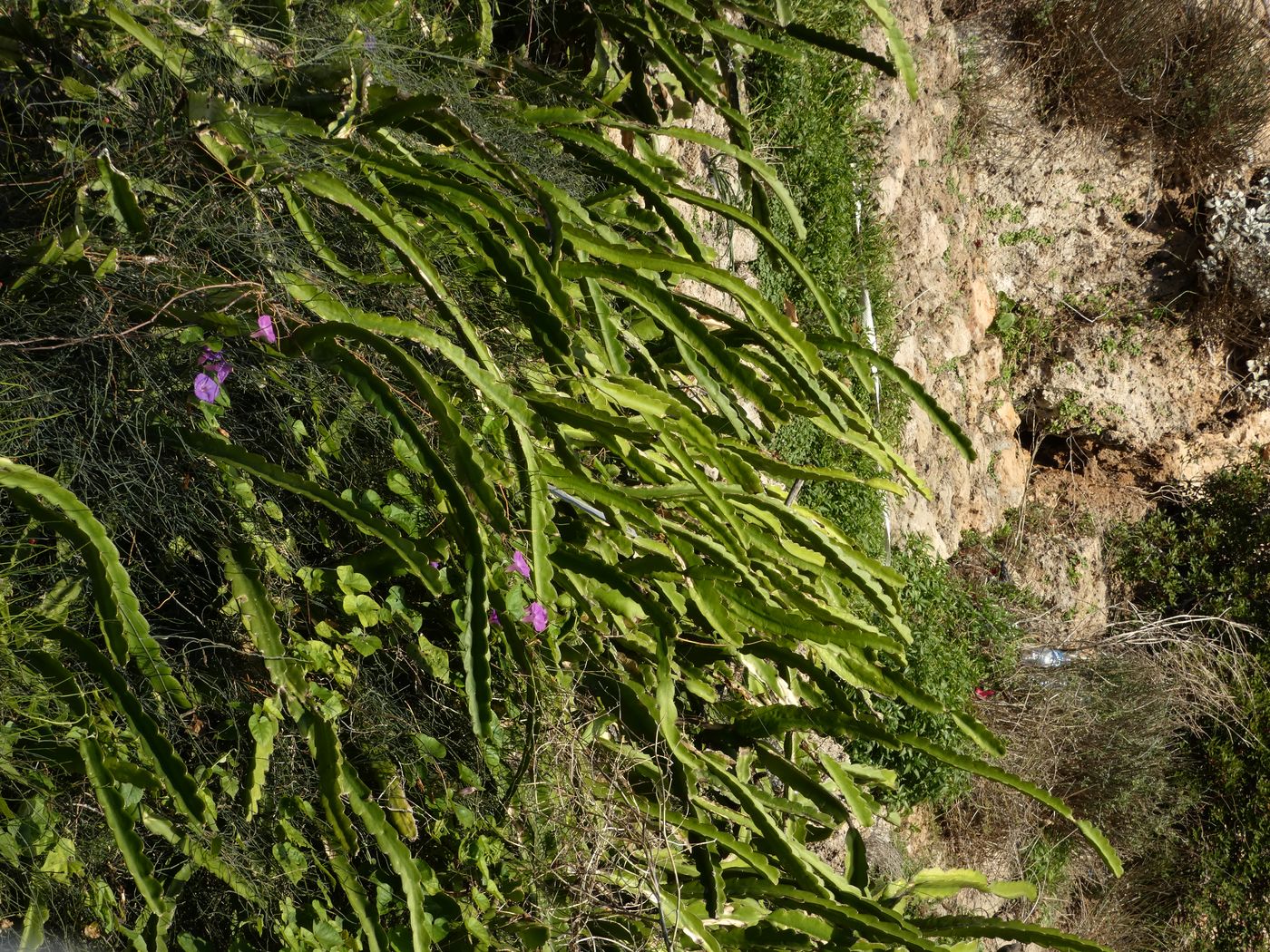 Изображение особи Hylocereus undatus.