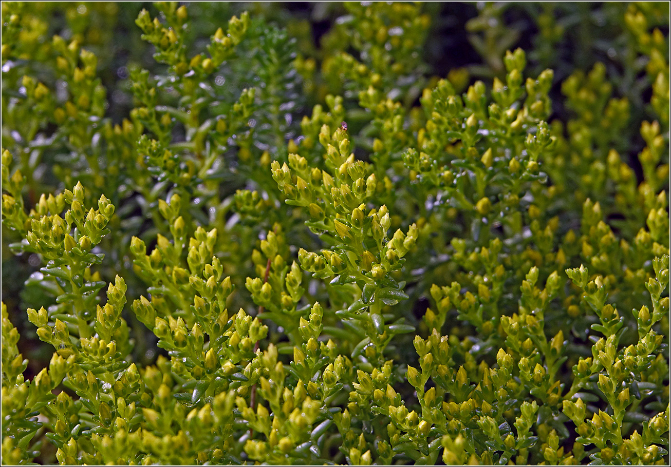 Image of Sedum sexangulare specimen.