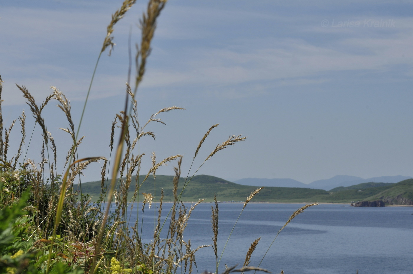 Изображение особи род Trisetum.