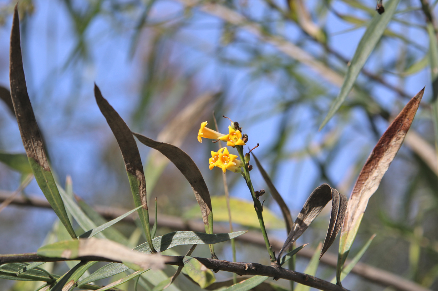 Изображение особи Freylinia lanceolata.