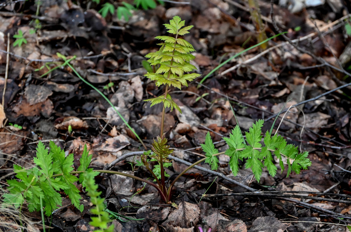 Image of Seseli libanotis specimen.