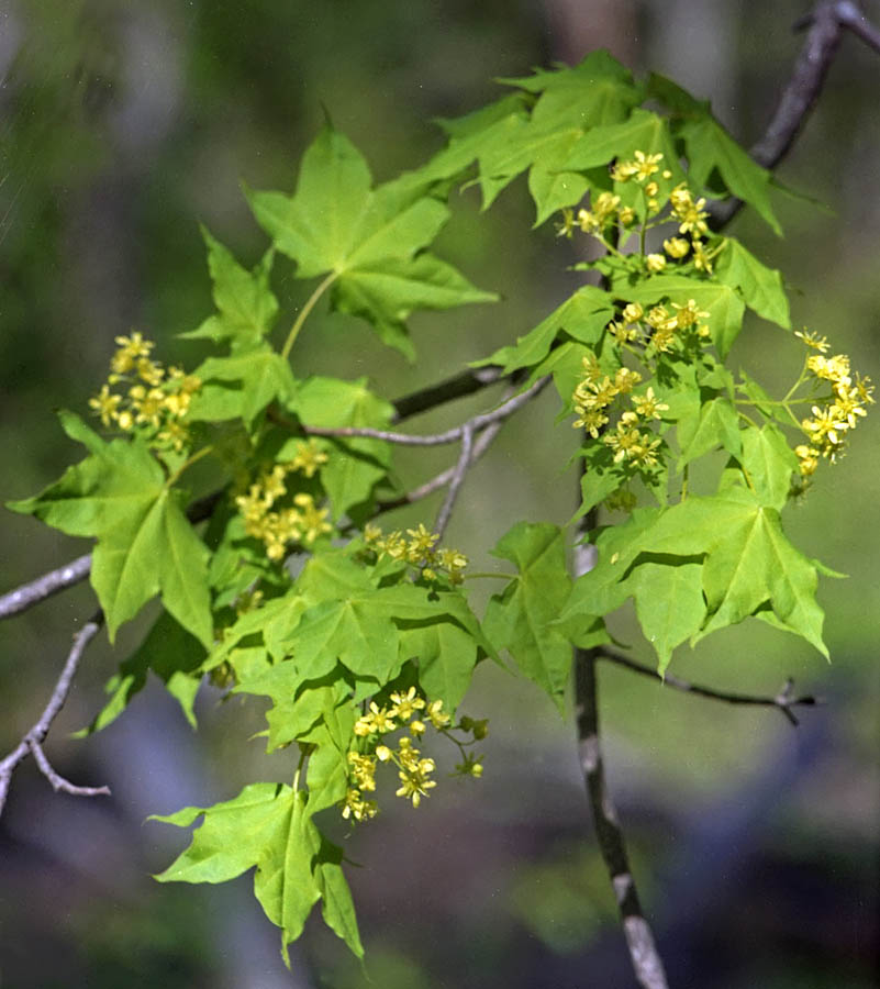 Image of Acer mono specimen.