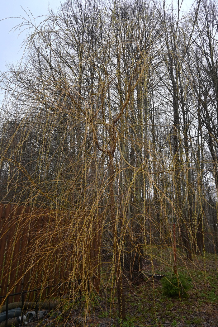 Изображение особи род Salix.