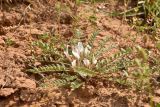Astragalus dolichophyllus. Цветущее растение. Астраханская обл., Приволжский р-н, окр. пос. Кизань, западный склон бэровского бугра Кара-Тюбе. 08.05.2026.