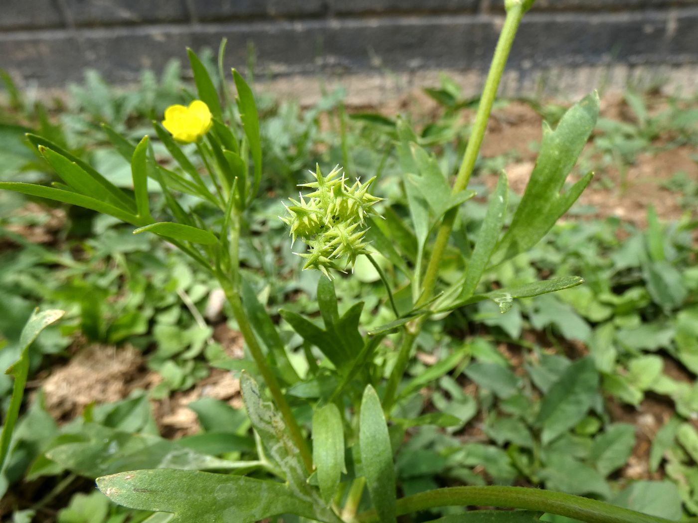 Изображение особи Ranunculus arvensis.