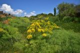 семейство Apiaceae. Цветущие растения. Грузия, край Самцхе-Джавахети, Аспиндзский муниципалитет, самый край Ахалкалакского плоскогорья, окр. с. Саро, выс. ок. 1450 м н.у.м., луг. 8 июня 2026 г.
