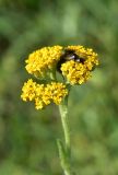 Achillea arabica