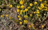 Glebionis coronaria. Верхушки побегов с соцветиями. Португалия, г. Лиссабон, сухой склон, у дороги. 15.06.2026.