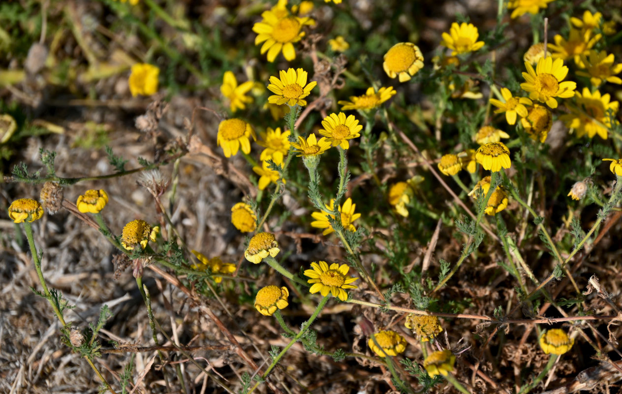 Image of Glebionis coronaria specimen.