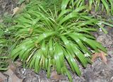 Allium paradoxum