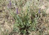 Salvia deserta