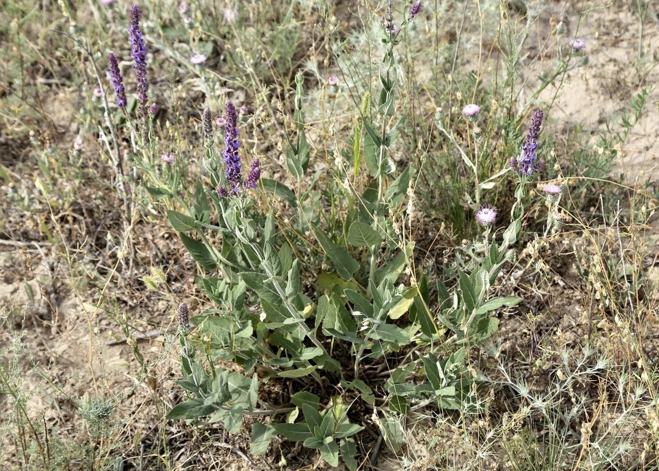 Image of Salvia deserta specimen.