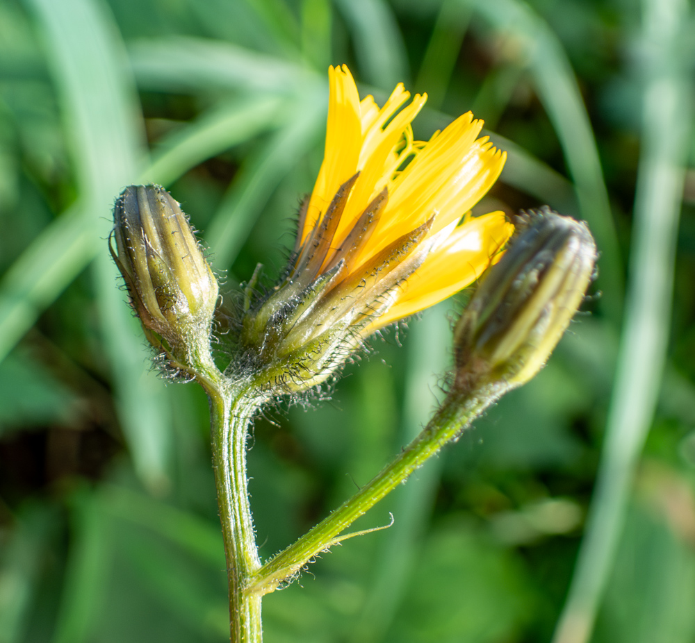 Изображение особи Crepis coreana.