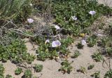 Calystegia soldanella. Цветущие растения. Жирона, комарка Баш Эмпорда, муниципалитет Пальс, берег лагуны Les basses d'en Coll, небольшая полоса намывного песка вблизи от дельты канала rec del Molí de Pals. 23.04.2026.