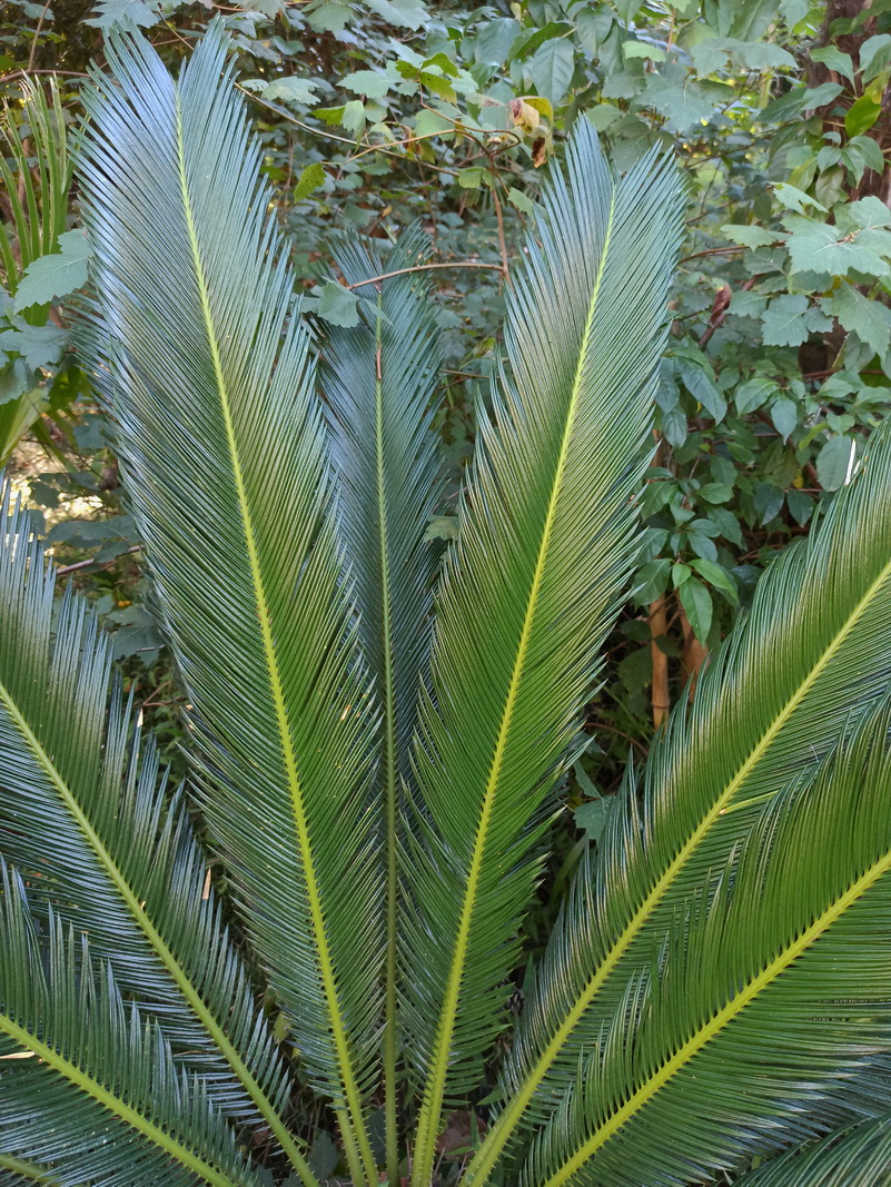 Image of Unknown species specimen.