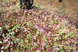 Lonicera periclymenum