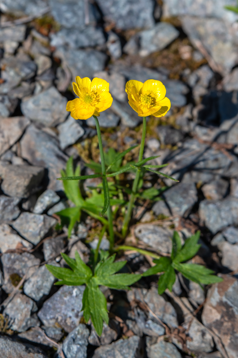 Image of genus Ranunculus specimen.