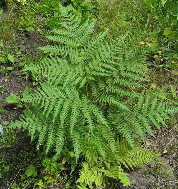 Изображение особи Pteridium pinetorum ssp. sibiricum.