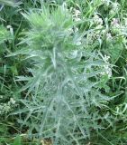 Carthamus lanatus