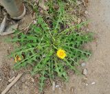 Taraxacum brassicifolium