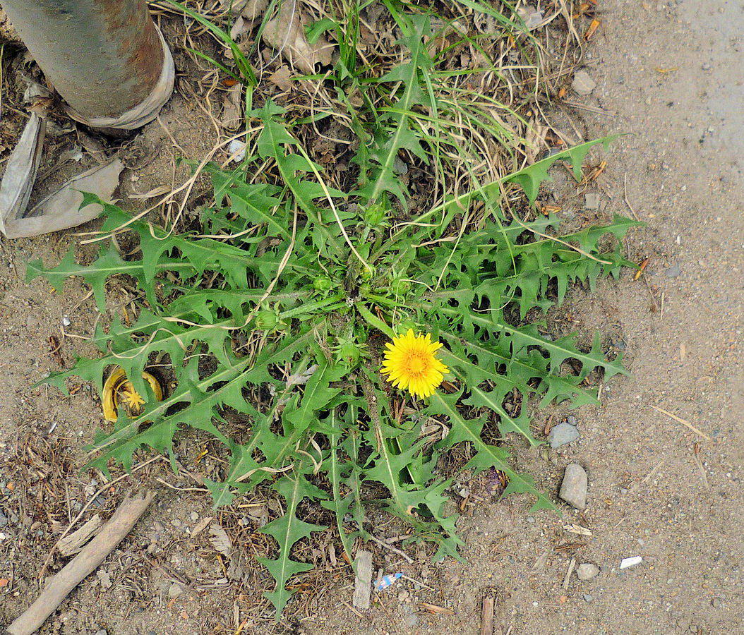 Изображение особи Taraxacum brassicifolium.